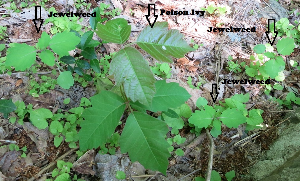 Jewelweed is a great remedy for Poison Ivy | I Just Gotta Share…