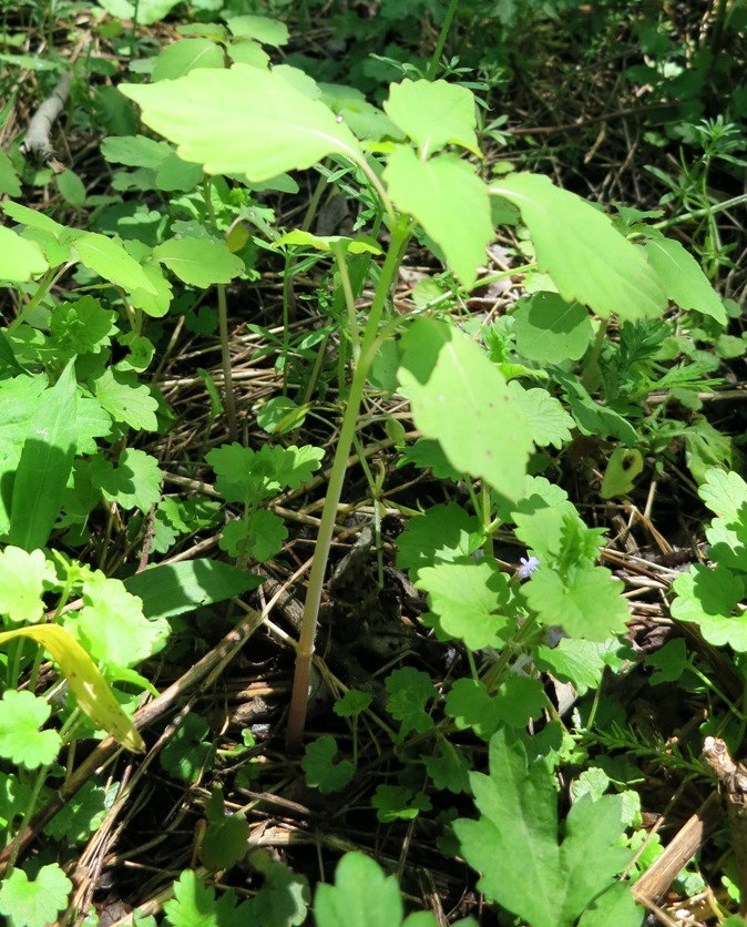 Jewelweed is a great remedy for Poison Ivy | I Just Gotta Share…