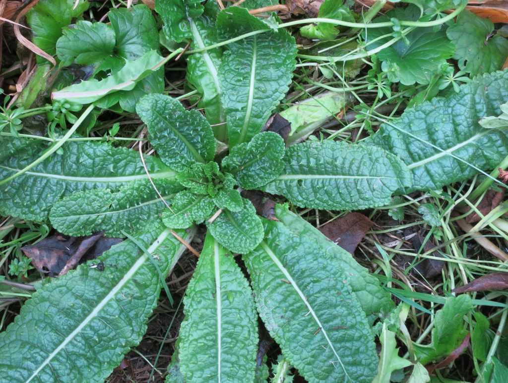 Finding Teasel Root | I Just Gotta Share…